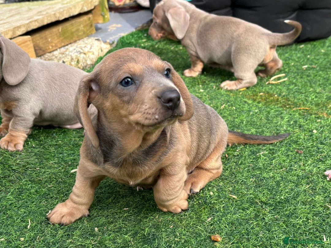 Dachshund dogs for sale: 4 beautiful Isabella and tan puppy’s  - Advert 25