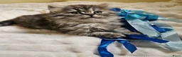 Scottish Fold cats for sale: Adorable Scottish Fold Straight Ear Tabby Kittens - Advert 10