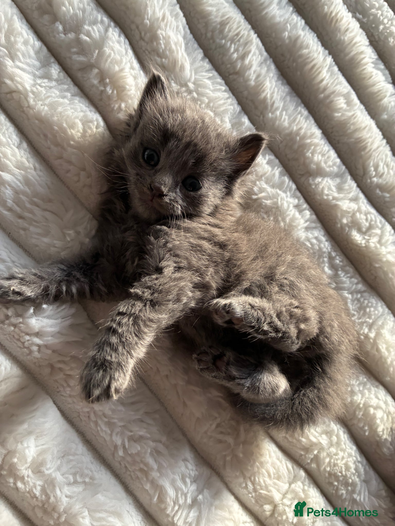 Mixed Breed cats 6 Fluffy kittens left - Advert 4