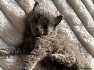 Mixed Breed cats 6 Fluffy kittens left - Advert 4