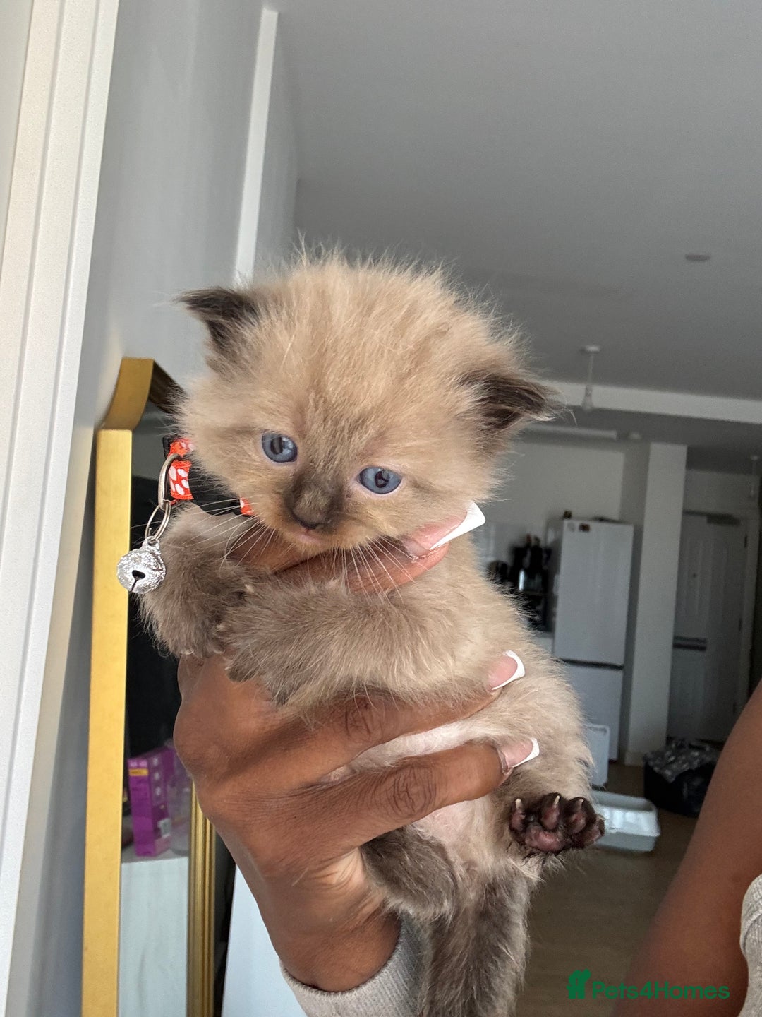 Ragdoll cats for sale: Chocolate point Ragdoll kittens🐈🧡💛💚 - Image 4