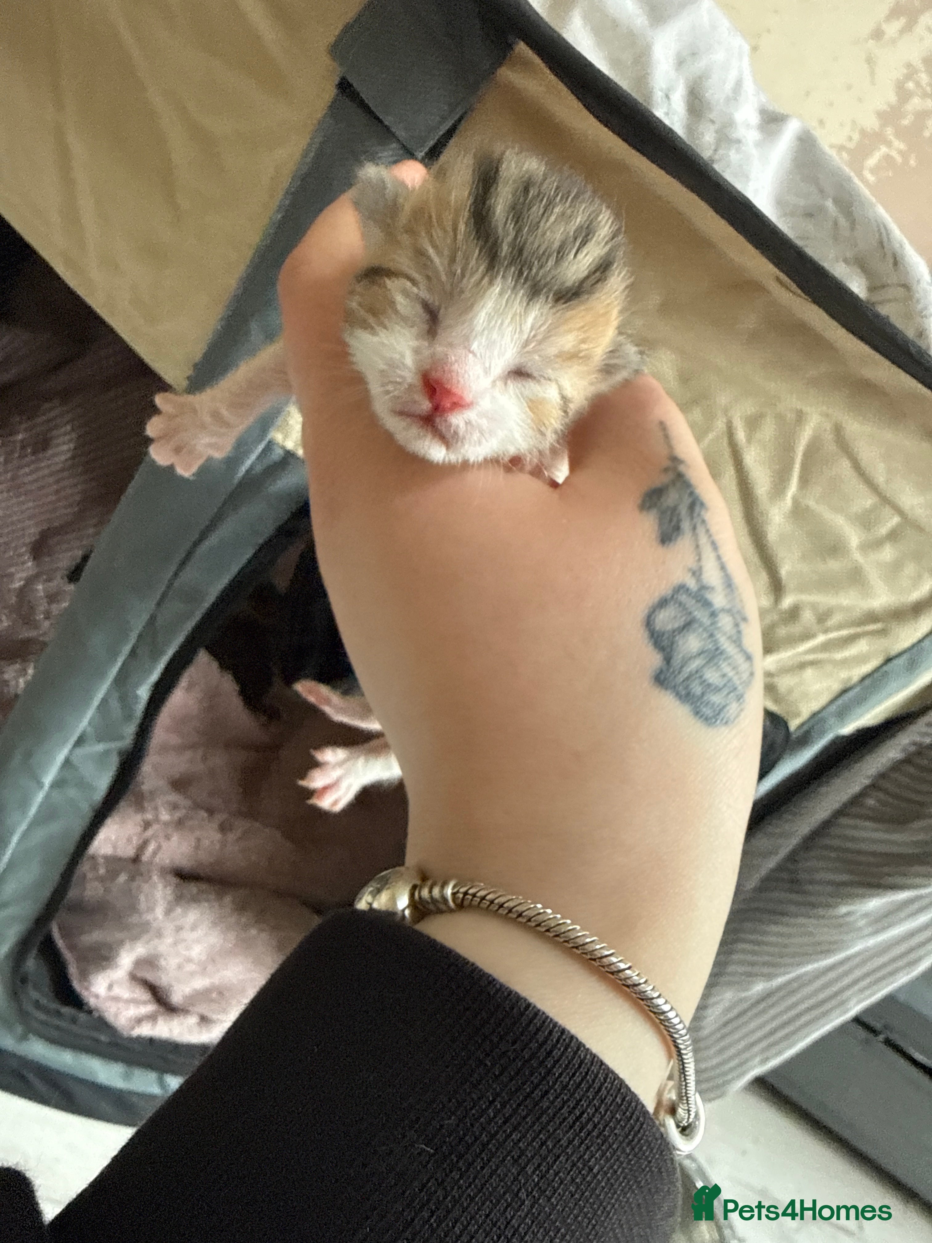 Bengal cats for sale: 1 female kitten available  - Advert 18