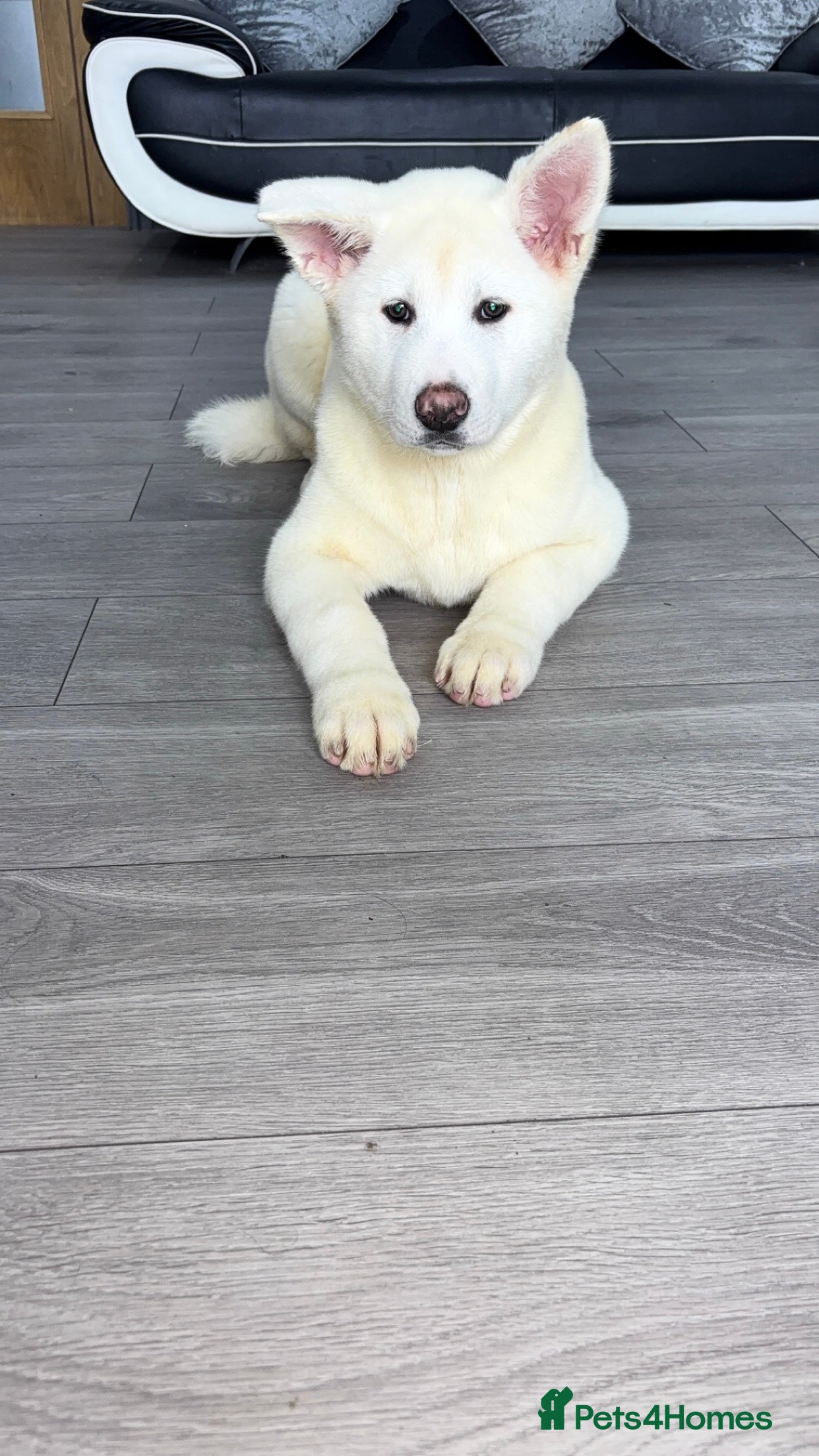 Japanese Akita Inu dogs Japanese Akita Inu - Advert 5