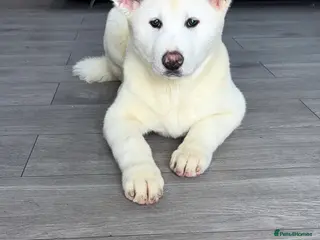 Japanese Akita Inu dogs Japanese Akita Inu - Advert 6