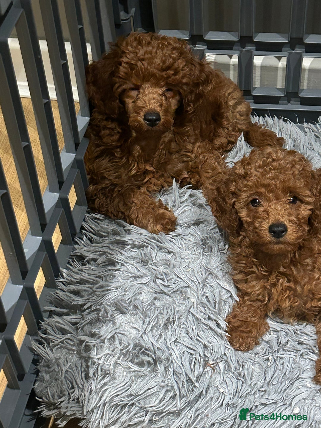 Miniature Poodle dogs for sale: Exceptional miniature poodle puppy  - Advert 3