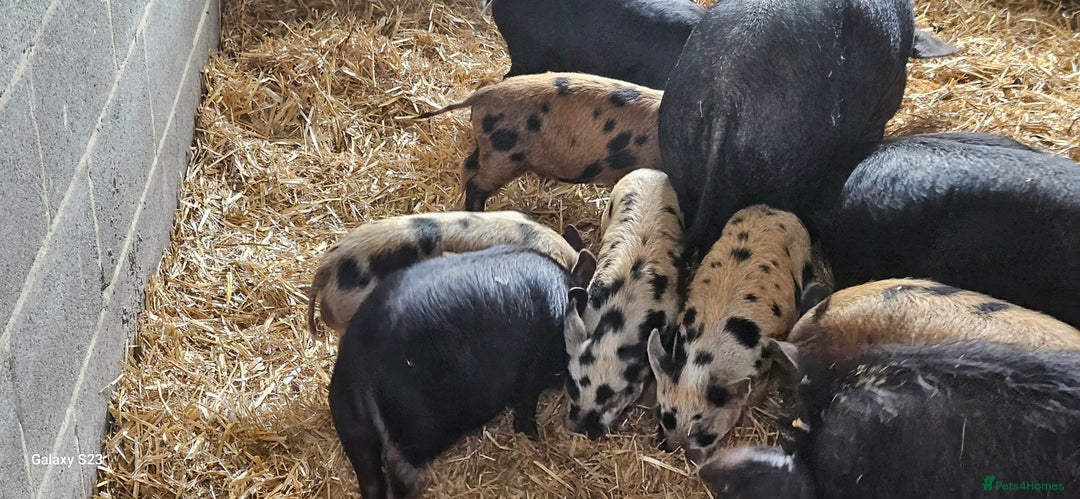 Pig livestock for sale: Mini piglets for sale  - Image 3