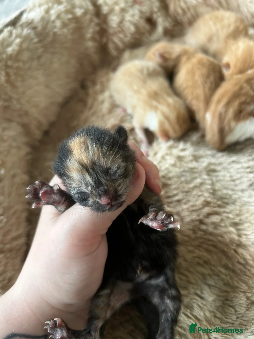 Mixed Breed cats for sale: Ginger and tortoiseshell kittens in Clydebank - Advert 7