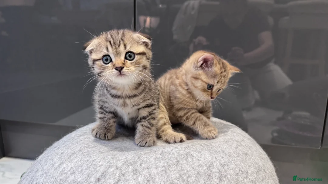 Scottish Fold cats for sale: Scottish fold full pedigree  - Advert 1