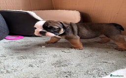 English Bulldog dogs for sale: Ready to go English bulldog puppies - Image 20