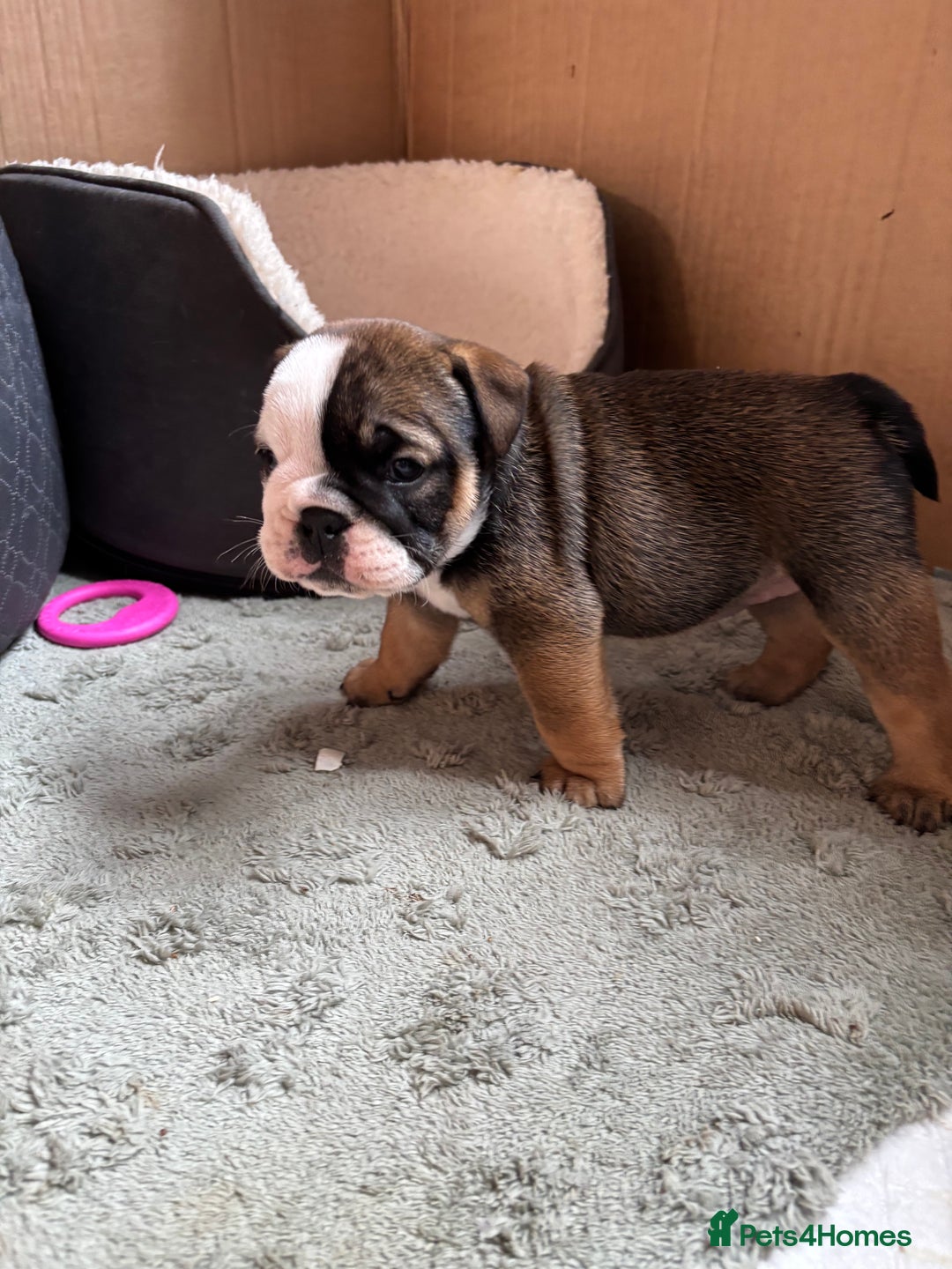 English Bulldog dogs for sale: Ready to go English bulldog puppies - Image 20