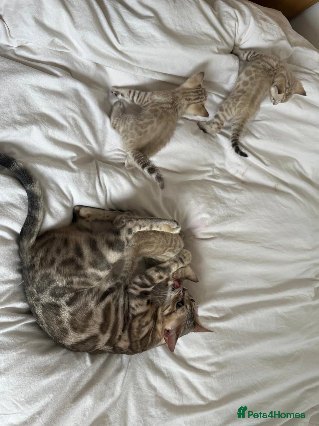 Bengal cats for sale: TICA Registered Bengals - Advert 6