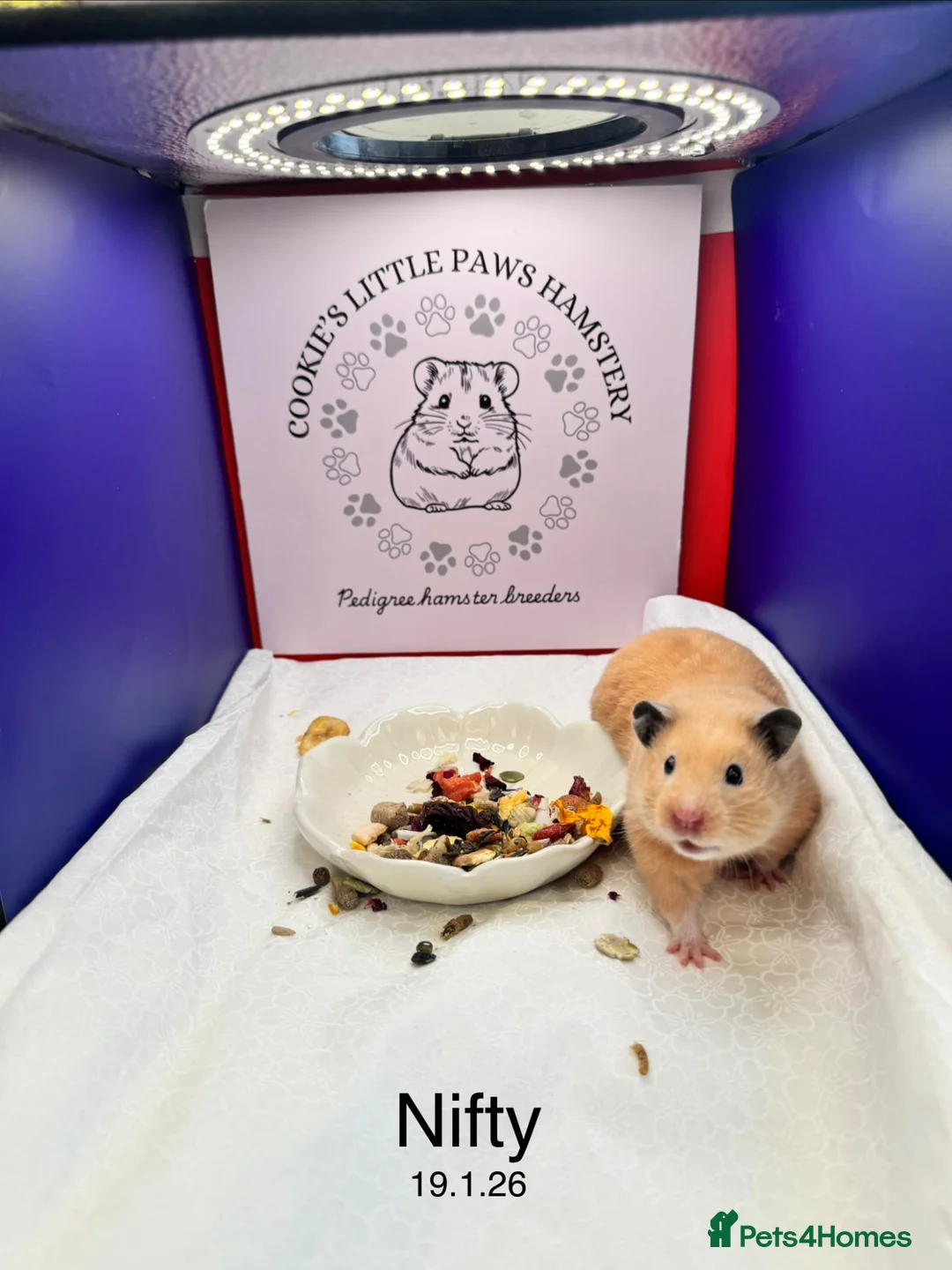 Hamster rodents for sale: TAME older hamsters  - Advert 6