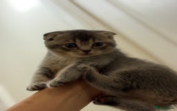 British Shorthair cats for sale: BSH X Scottish  - Image 10