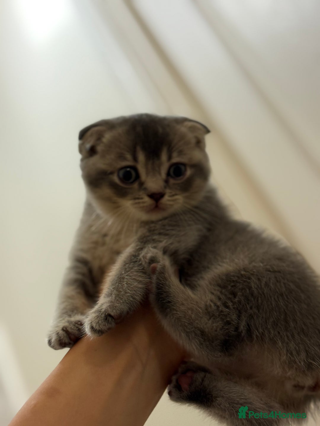 British Shorthair cats for sale: BSH X Scottish  - Image 10