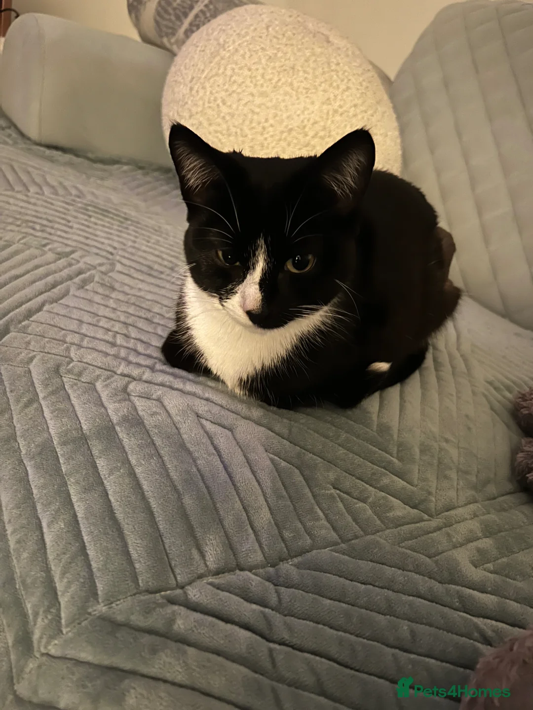 Domestic Shorthair cats for sale: Tuxedo Domestic short haired girl 8 months  in Oxford - Advert 5