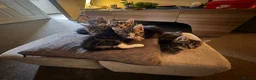 Mixed Breed cats for sale: Kittens!!!  - Advert 9