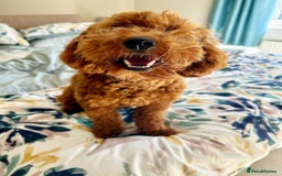 Cavapoo dogs for sale: Cavapoo F1b fully health tested  - Image 10