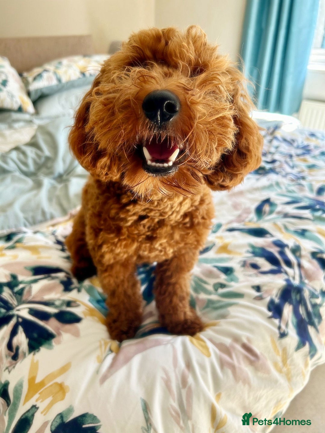 Cavapoo dogs for sale: Cavapoo F1b fully health tested  - Image 10