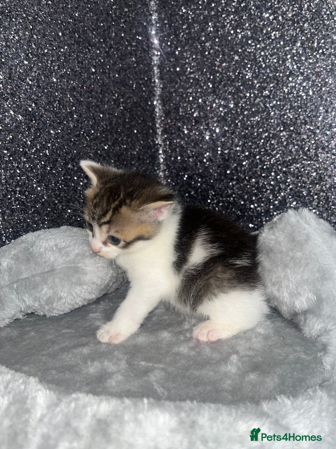 Mixed Breed cats for sale: 3 beautiful tabby kittens ♥️ - Image 6