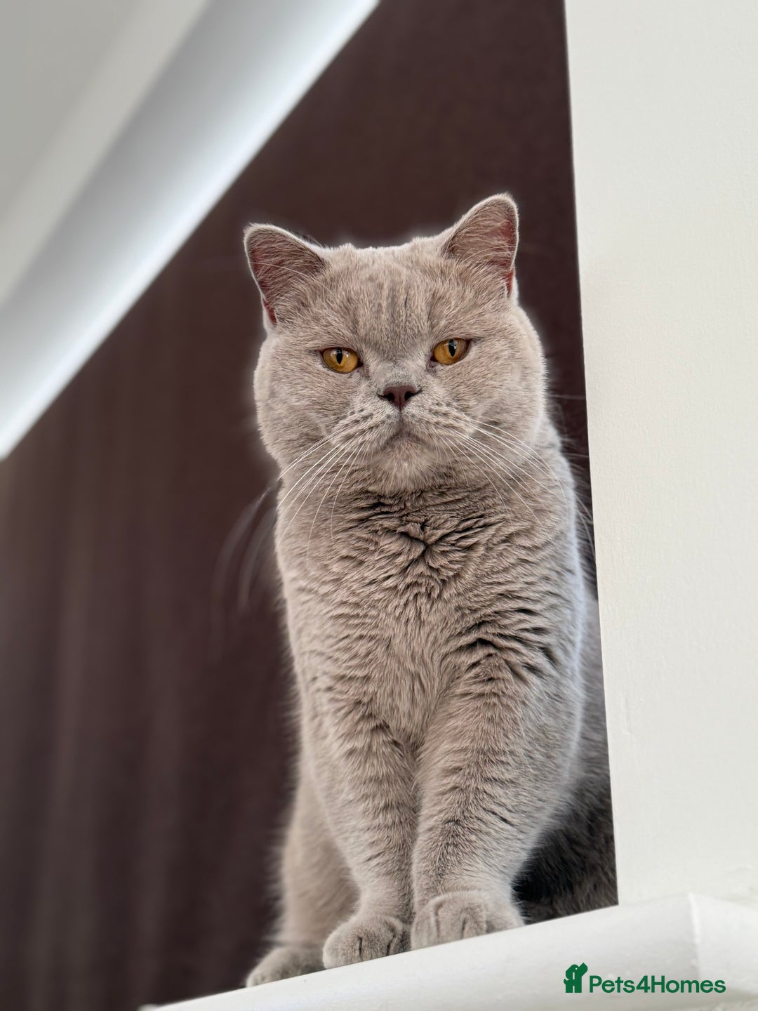 British Shorthair cats for sale: Active Lilac Champion  - Image 3