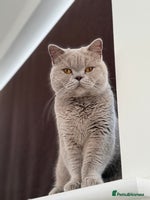 British Shorthair cats - Advert 4