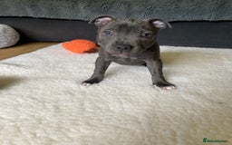 Staffordshire Bull Terrier dogs for sale: 🐾Reduced♥️World Famous Samtan Dozer & C in Swansea - Image 30