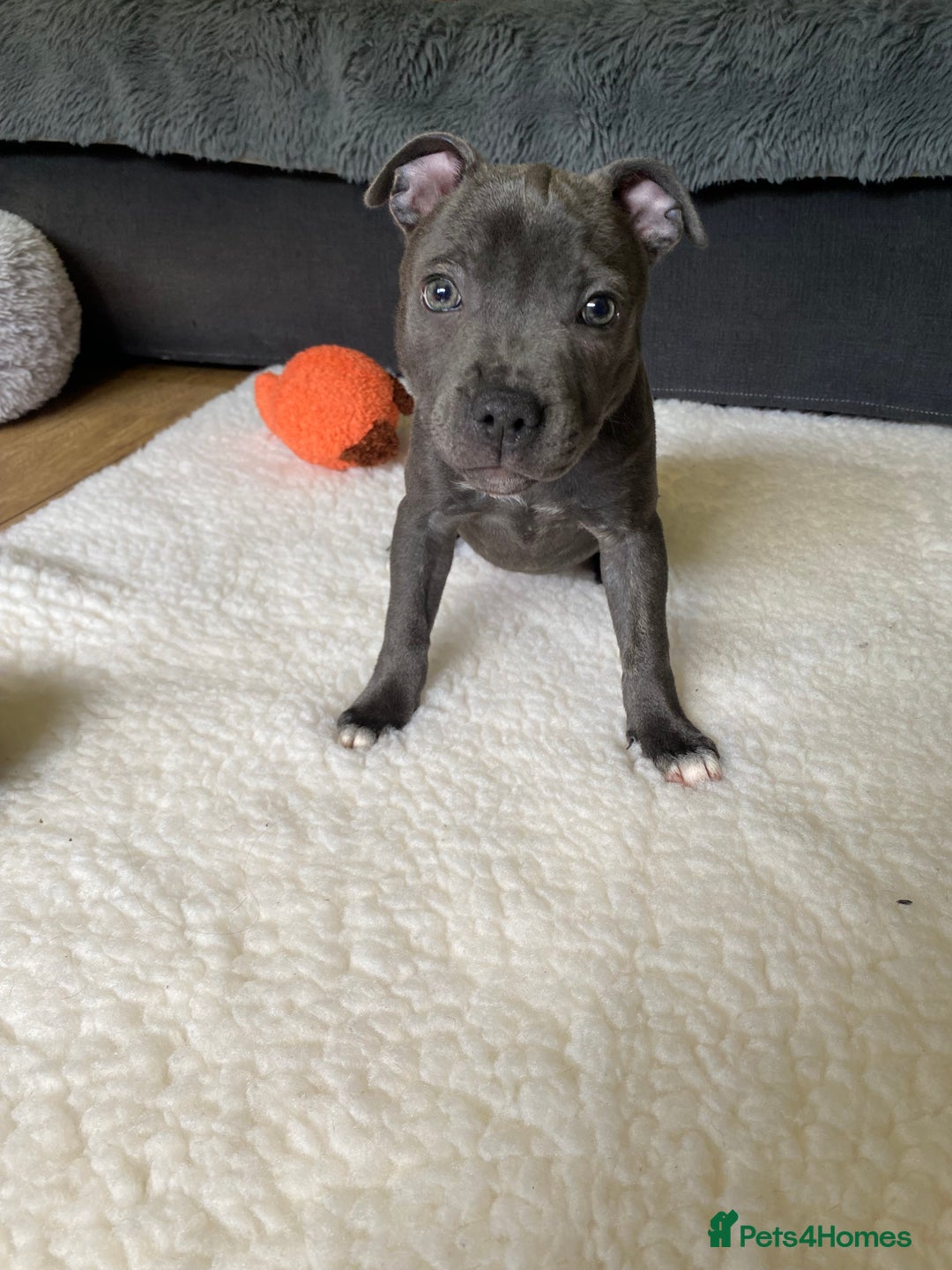 Staffordshire Bull Terrier dogs for sale: 🐾Reduced♥️World Famous Samtan Dozer & C in Swansea - Image 30