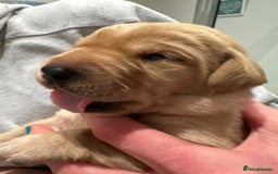 Labrador Retriever dogs for sale: Beautiful Labrador Retriever puppies - Image 12