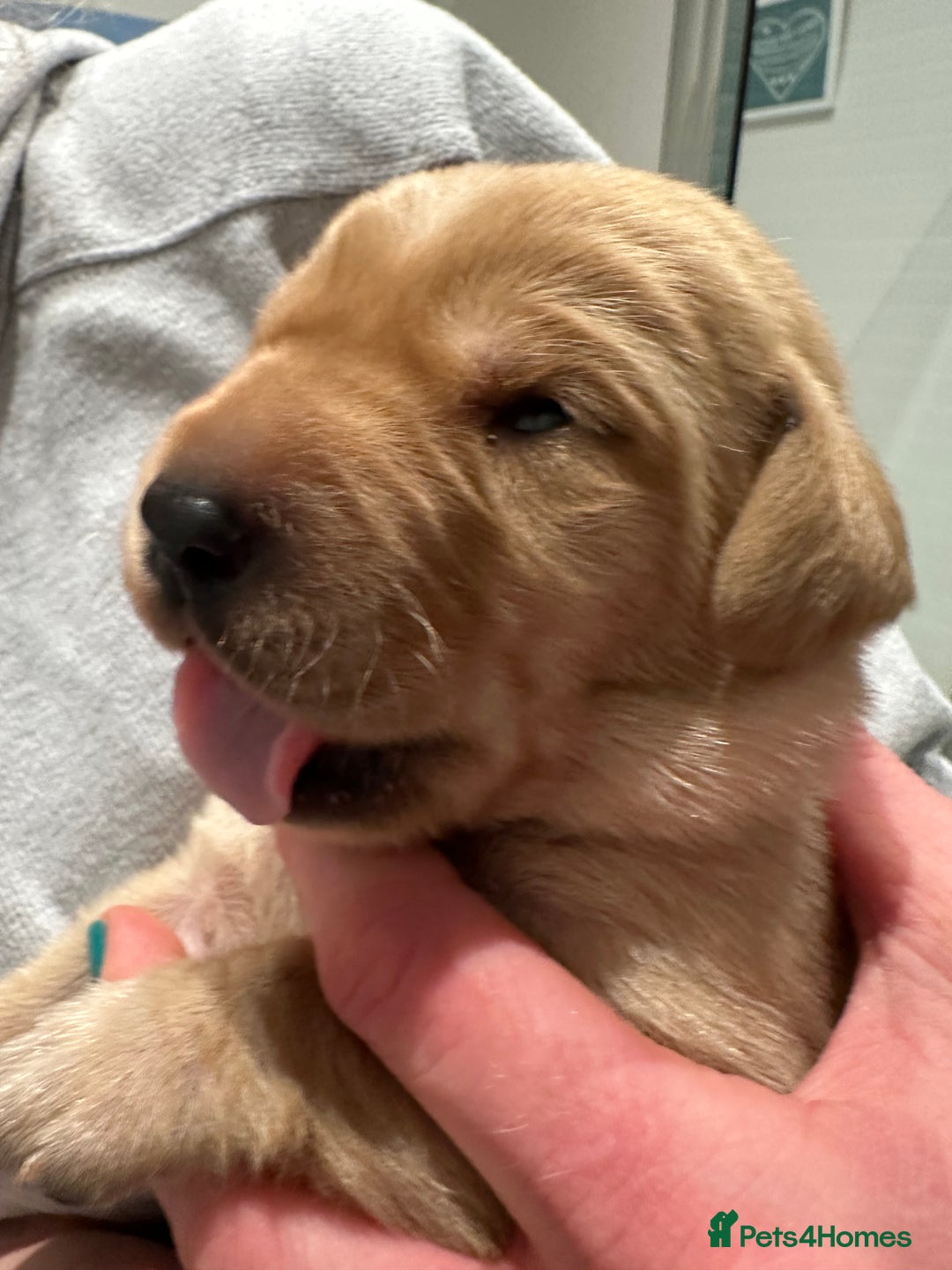 Labrador Retriever dogs for sale: Beautiful Labrador Retriever puppies - Image 12