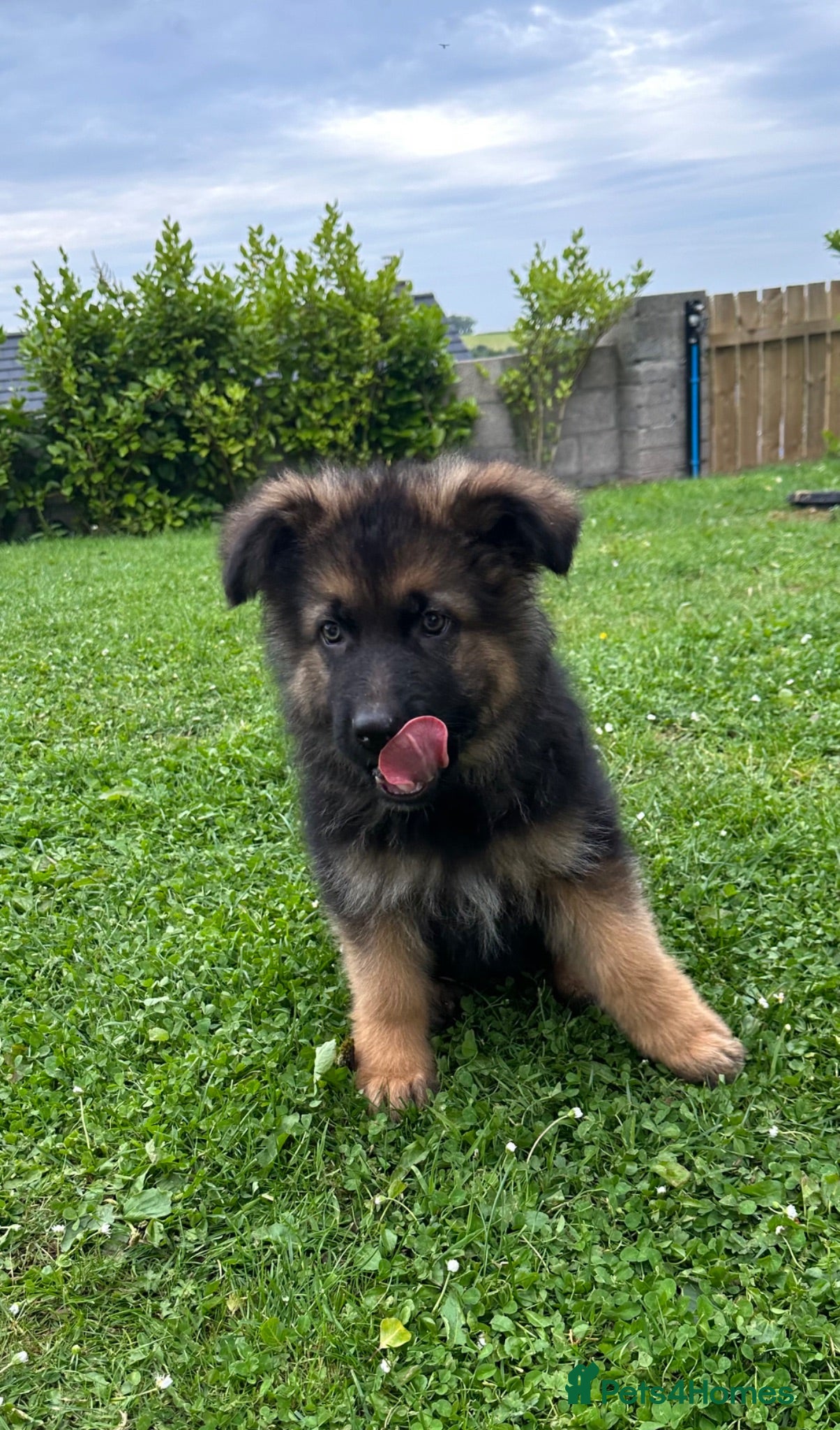 German Shepherd dogs for sale: Pedigree registered German shepherd pups ONE BOY  - Advert 2