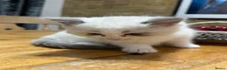 Ragdoll cats for sale: 6 adorable pure-ragdoll Kittens for sale in Walton-on-Thames - Advert 29