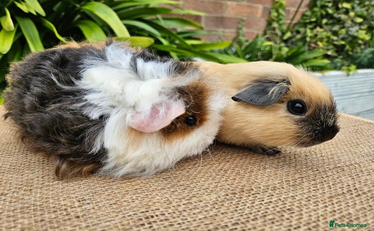 Guinea Pig rodents - Advert 17