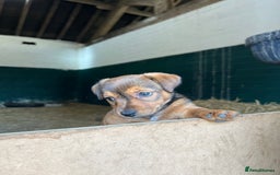 Jack Russell dogs for sale: Jack Russell pups for sale - Image 11