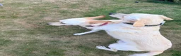 Labrador Retriever dogs for adoption: Loving Rufus - 2 year old  - Advert 7