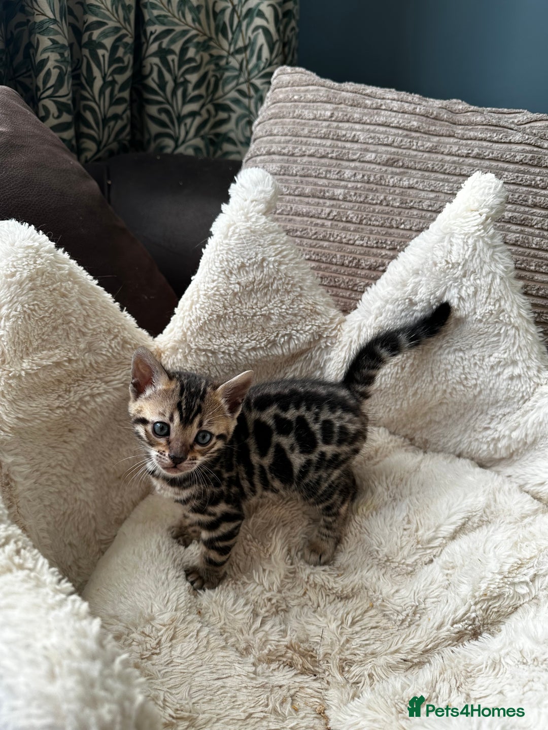 Bengal cats for sale: TICA registered bengal kittens available! - Advert 35