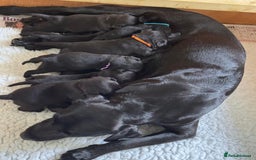 Labrador Retriever dogs for sale: Gorgeous Pure Black Labrador Puppies. KC Reg. - Image 1