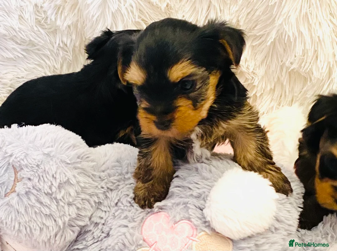 Yorkshire Terrier dogs for sale: KC Registered Yorkshire terrier puppy’s  - Advert 4