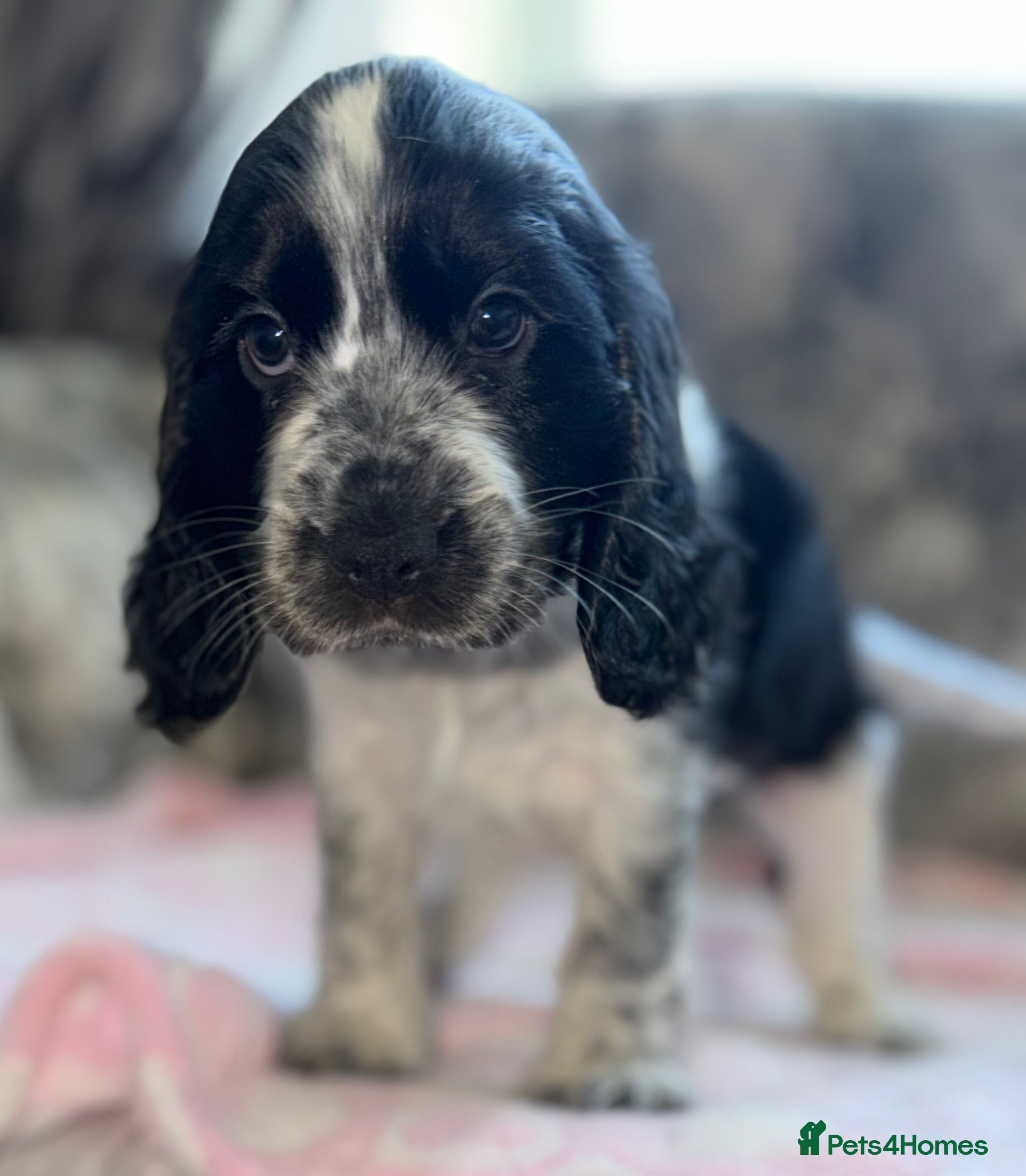 Cocker Spaniel dogs 🐾KC Show Cocker Spaniels 3 boys available 🐾 - Advert 2