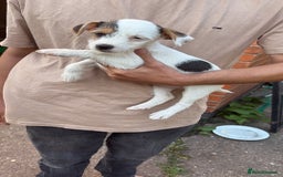 Mixed Breed dogs for sale: Jack Russell pups - Image 2