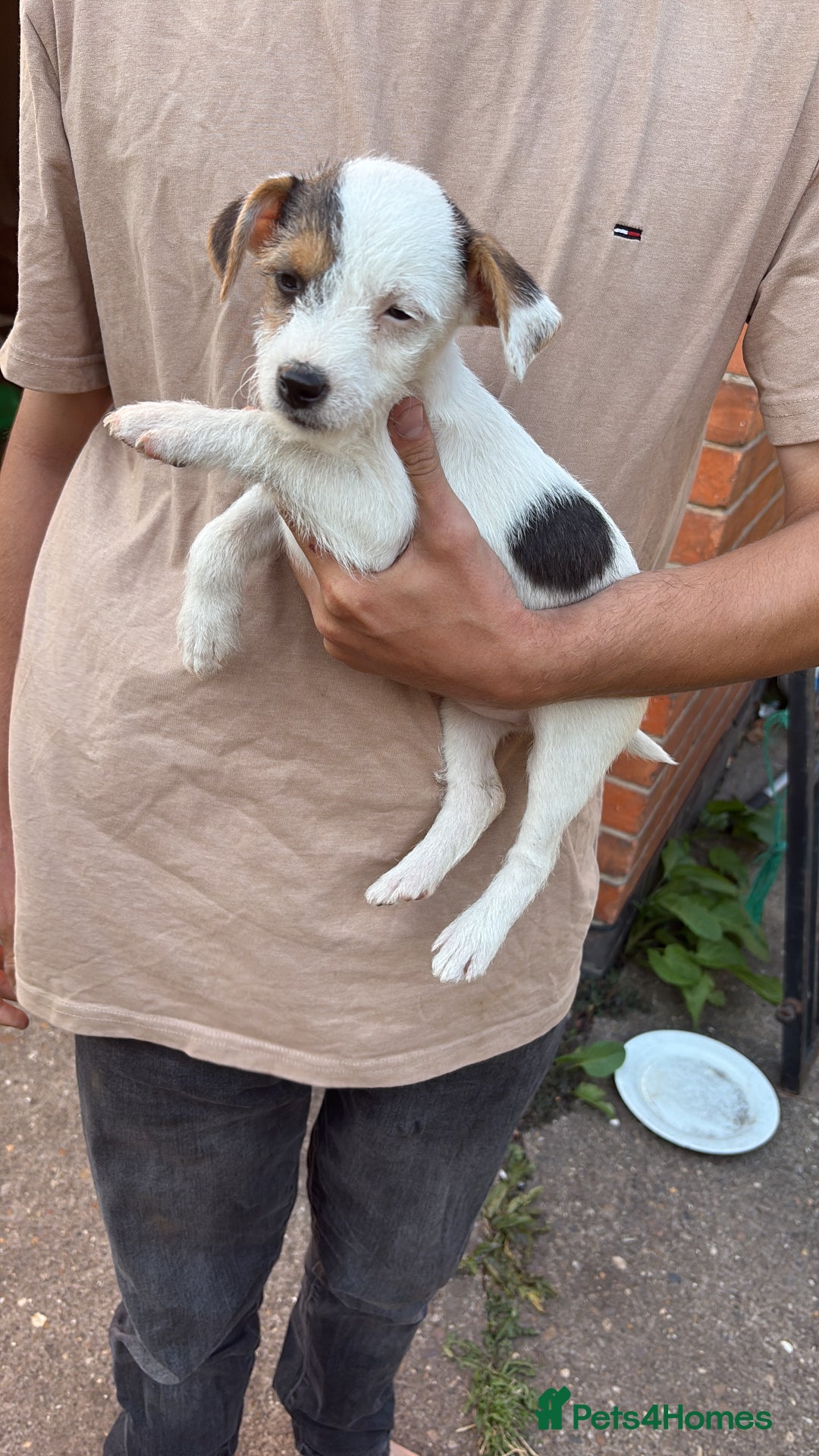 Mixed Breed dogs for sale: Jack Russell pups - Image 2