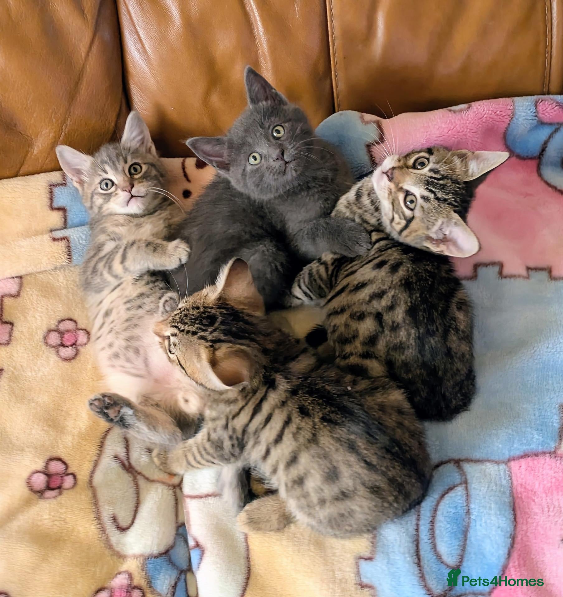 Bengal cats Adorable friendly Bengal kittens ready now!! - Advert 1