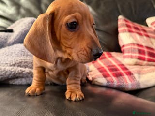 Dachshund dogs Dachshund puppies 🐾 - Advert 6