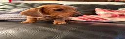 Dachshund dogs for sale: Dachshund puppies 🐾 - Advert 1