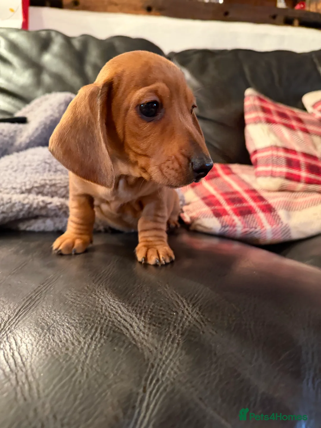 Dachshund dogs for sale: Dachshund puppies 🐾 - Advert 1