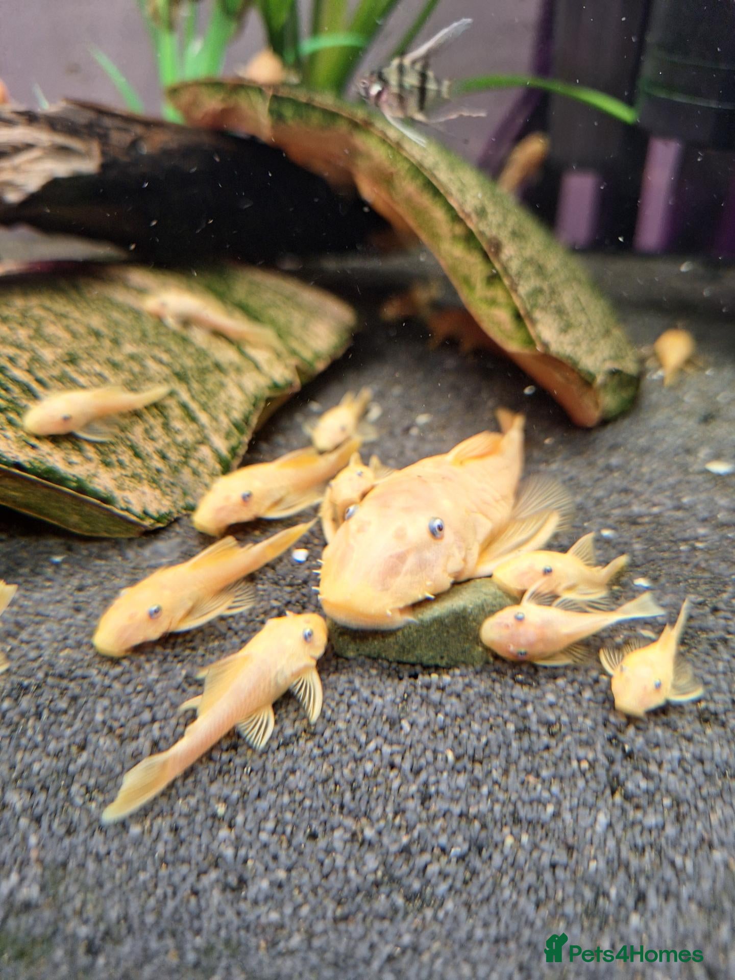 Plecos fish L144 Blue eyed lemon bristlenose pleco  - Advert 1