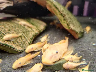 Plecos fish L144 Blue eyed lemon bristlenose pleco - Advert 1