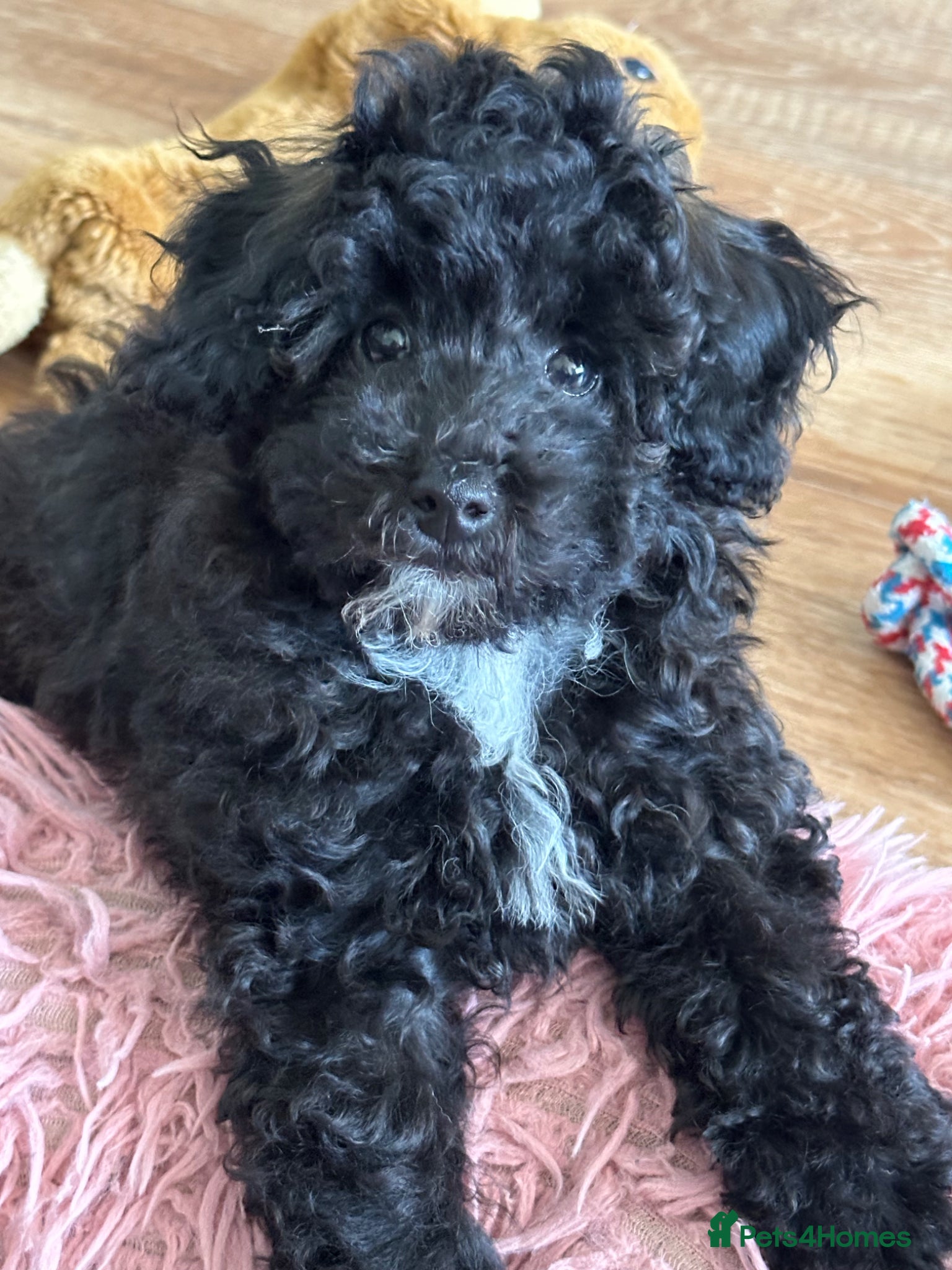 Toy Poodle dogs Adorable K.C.Reg Toy Poodle puppies - Advert 2