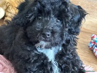 Toy Poodle dogs Adorable K.C.Reg Toy Poodle puppies - Advert 2
