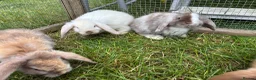 Lionhead rabbits for sale: 4 minilop babies & 1 lionlop girl  - Advert 9
