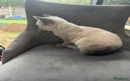 British Shorthair cats for sale: RARE opportunity stunning GCCF ACTIVE 11mnt BSH🩷 - Image 3